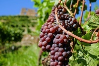 Weinwanderung Weinwanderung